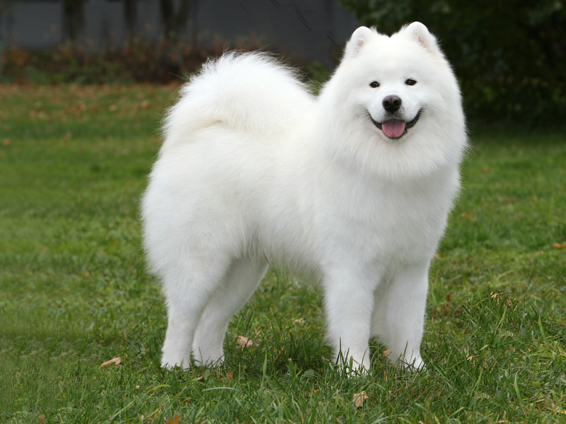 כלב סמויד יפהפה מה ההבדל בין כלב סמויד לכלבים אחרים?