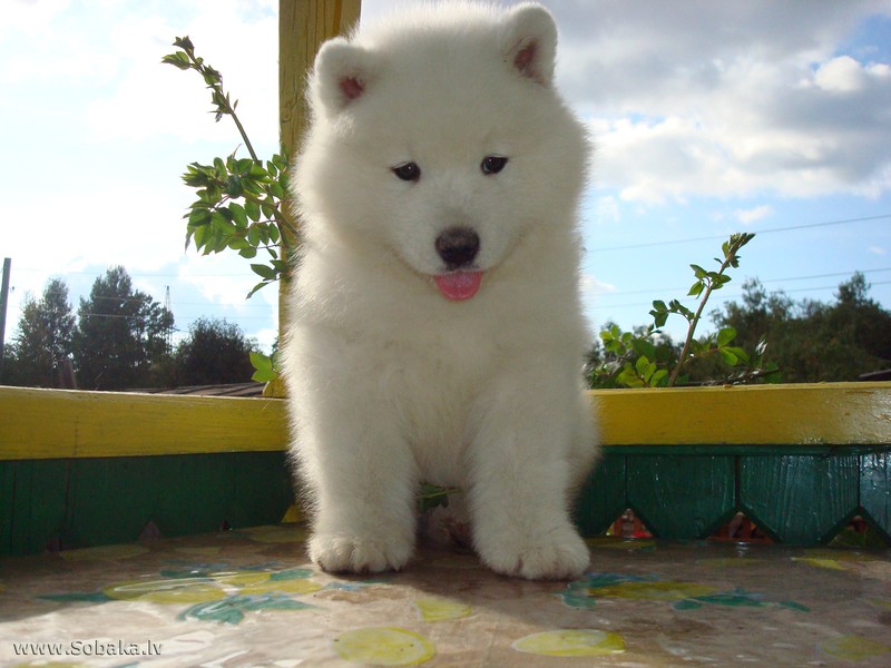 כלב סמויד גזע כלבים