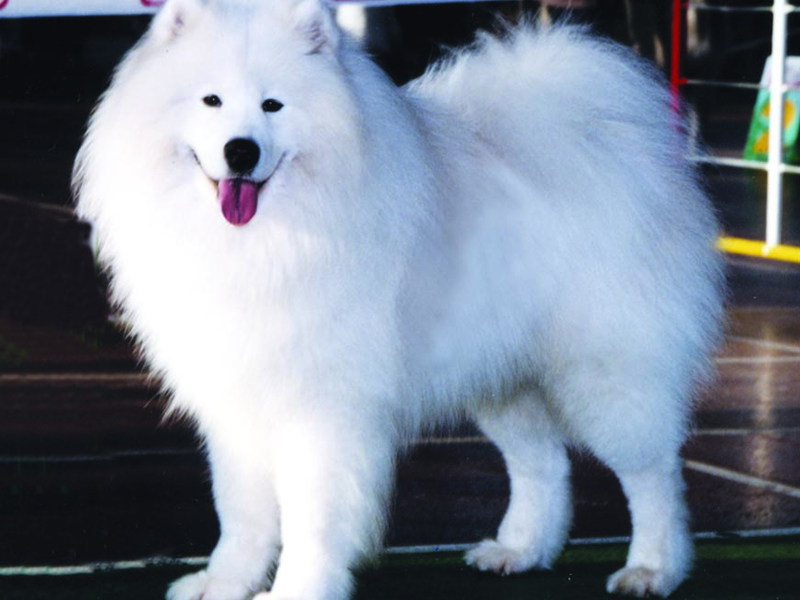 צביעת כלב סמויד צביעת כלב סמויד