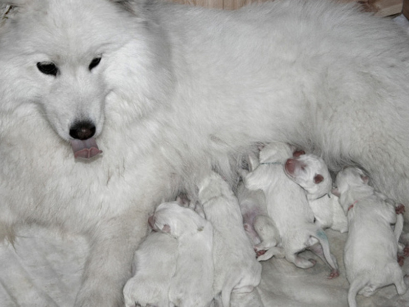 תיאור גזע הסמויד כיצד נוצר גזע הסמויד