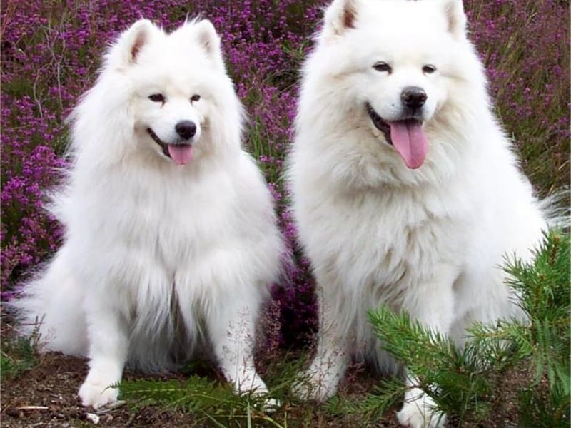 סמויד סמויד לייקה