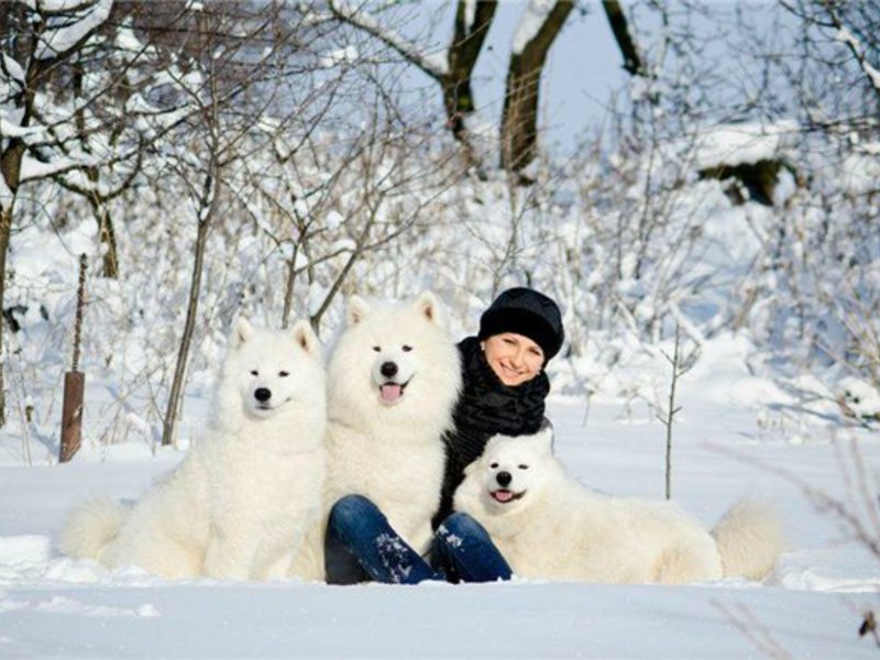 כלב סמויד אופי הגזע