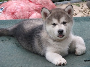 צבע גזע הכלבים באלמוט