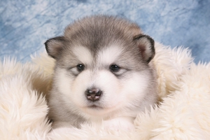 גזע כלבים קטן