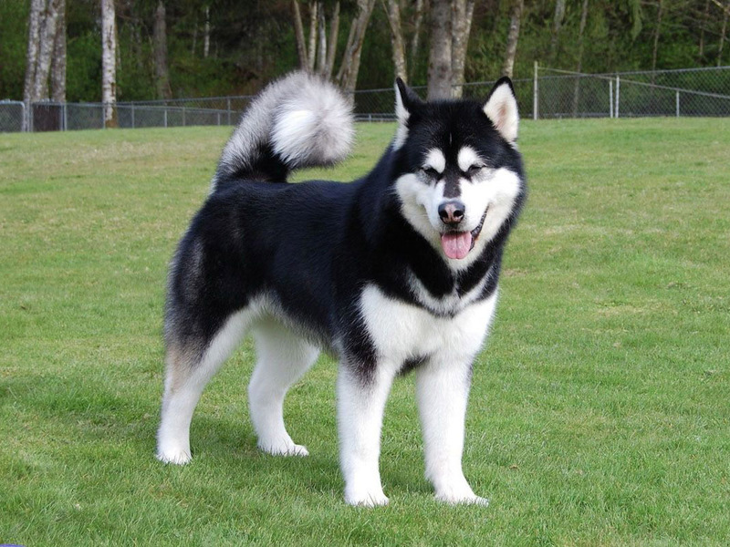 גדלי כלבי בלמוט