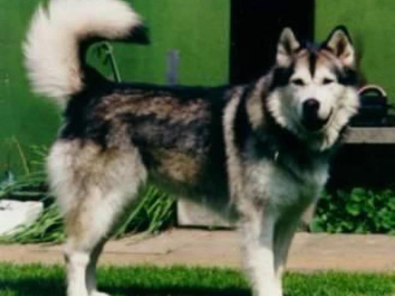 בריאותו של הגורם לצרות