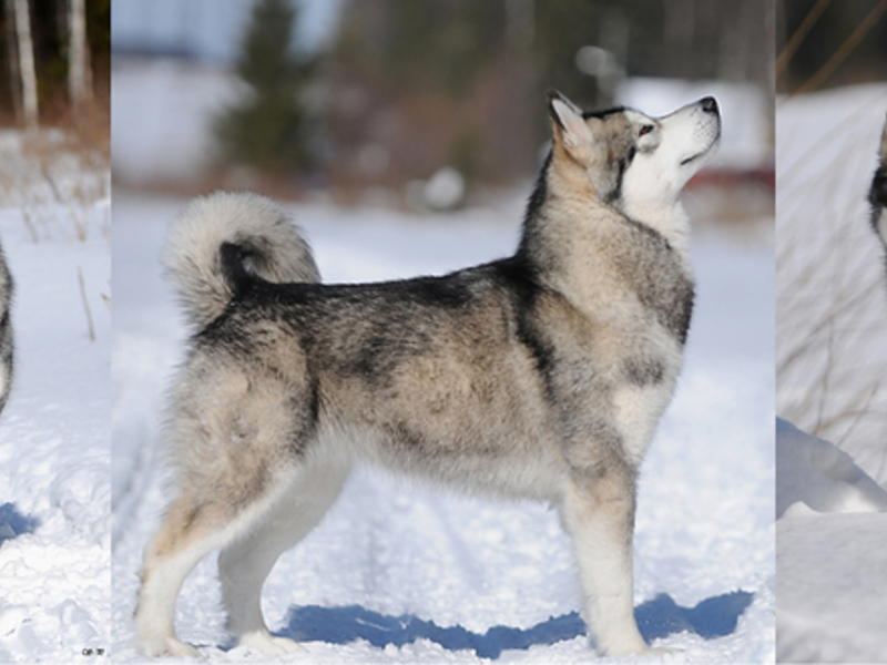 בחירת גור בריא של Balamut