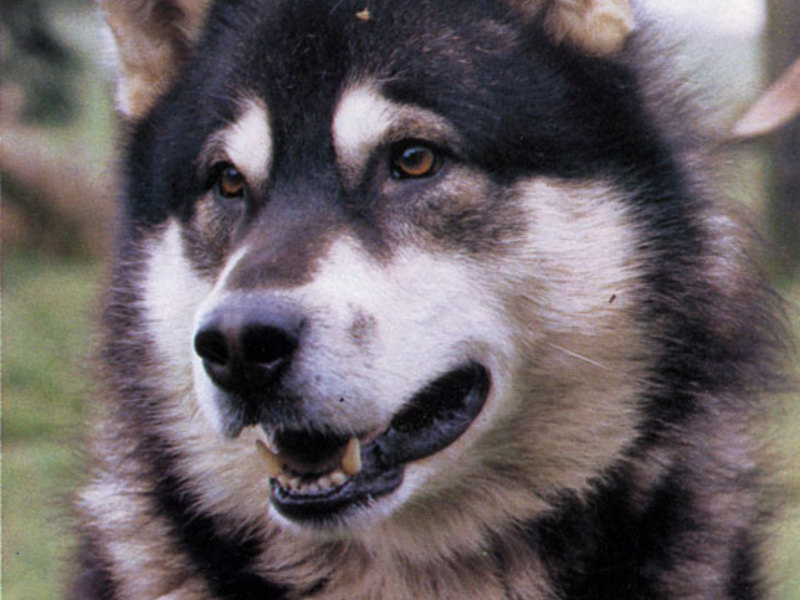 איזה סוג של צרות הם? איך להחזיק כלב צרות בבית