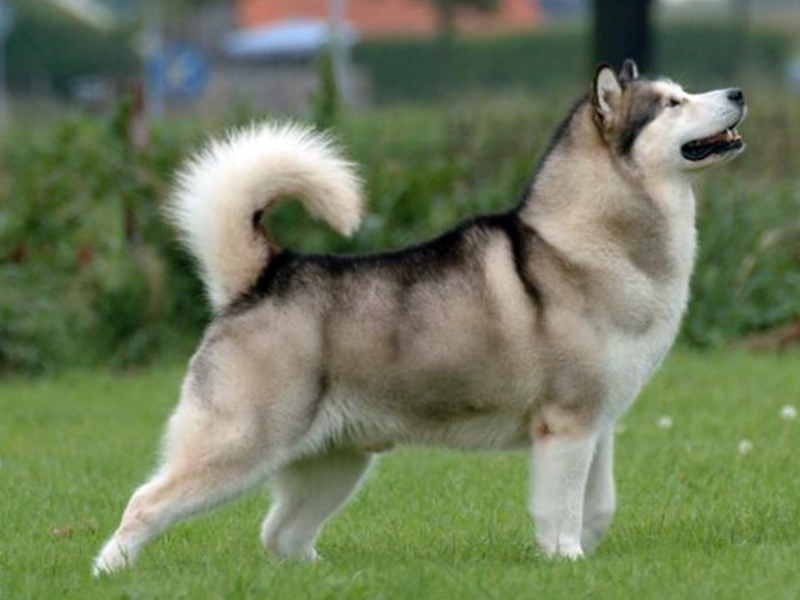 מאפייני גזע