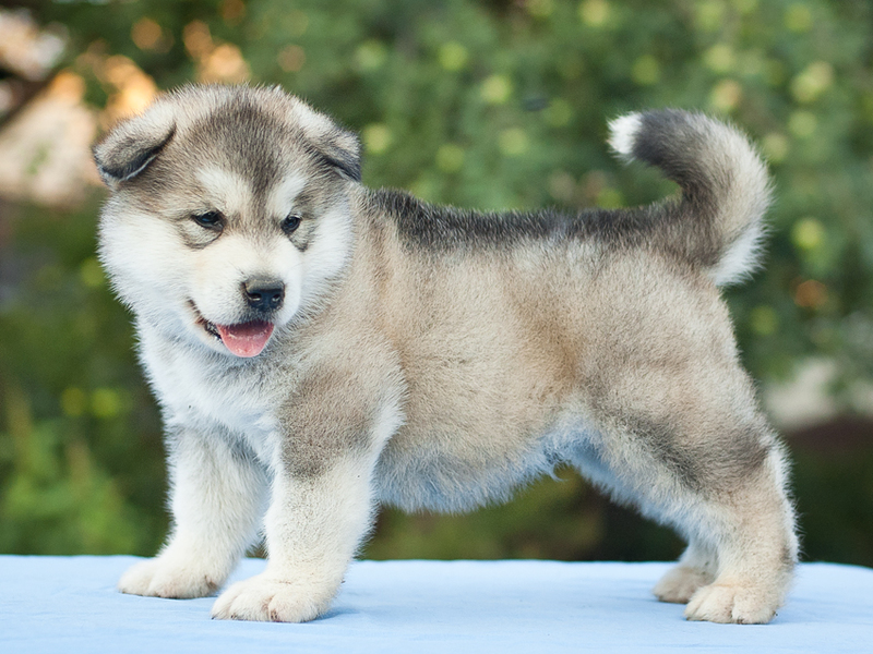 איזה אופי יש לגורי בלמוט?