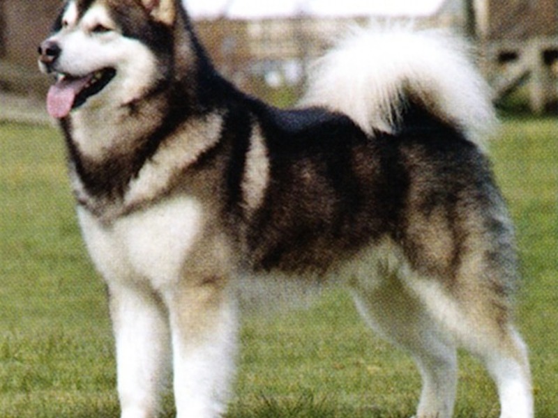 טיפול בגורי בלמוט