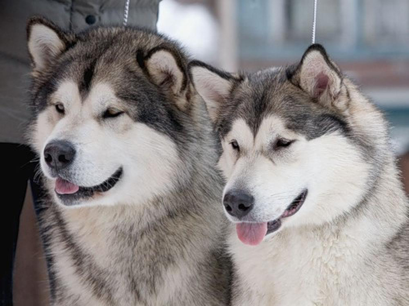 איך לטפל בגור בלמוט