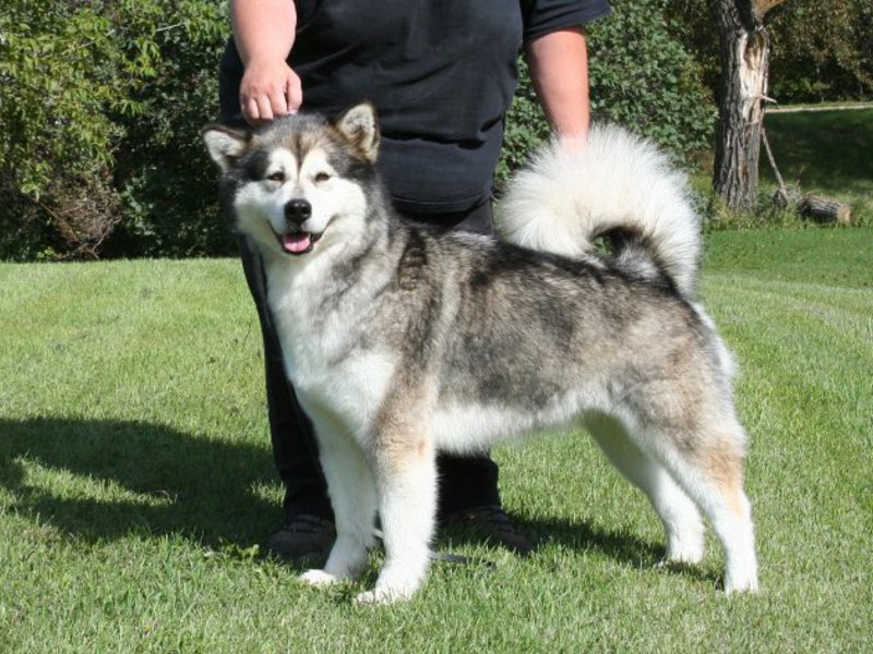 תוכן של עושי צרות