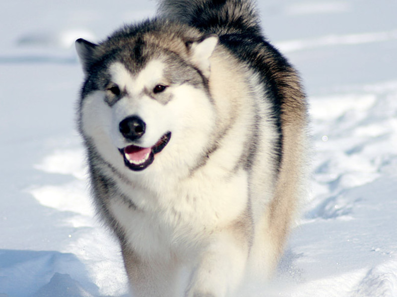 הרגליו של הכלב המטריד
