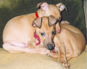 הטמפרמנט של גרייהאונדים איטלקיים