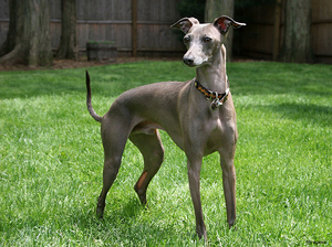 גרייהאונד איטלקי: תיאור, טיפול ותמונות של גרייהאונד