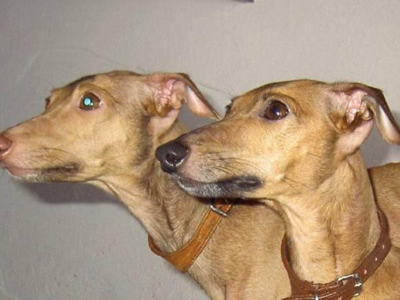 גרייהאונד איטלקי ומאפייניו