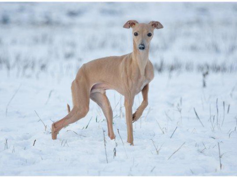 גרייהאונד איטלקי