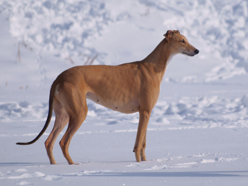 איך לטפל בגרייהאונדים איטלקיים