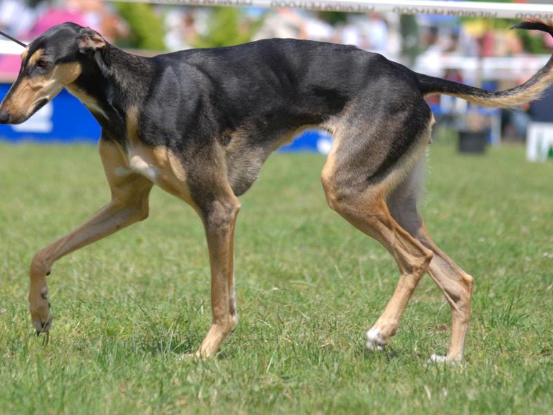 גרייהאונד איטלקי בבית