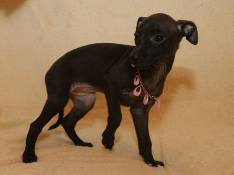 אופיו של גרייהאונד איטלקי