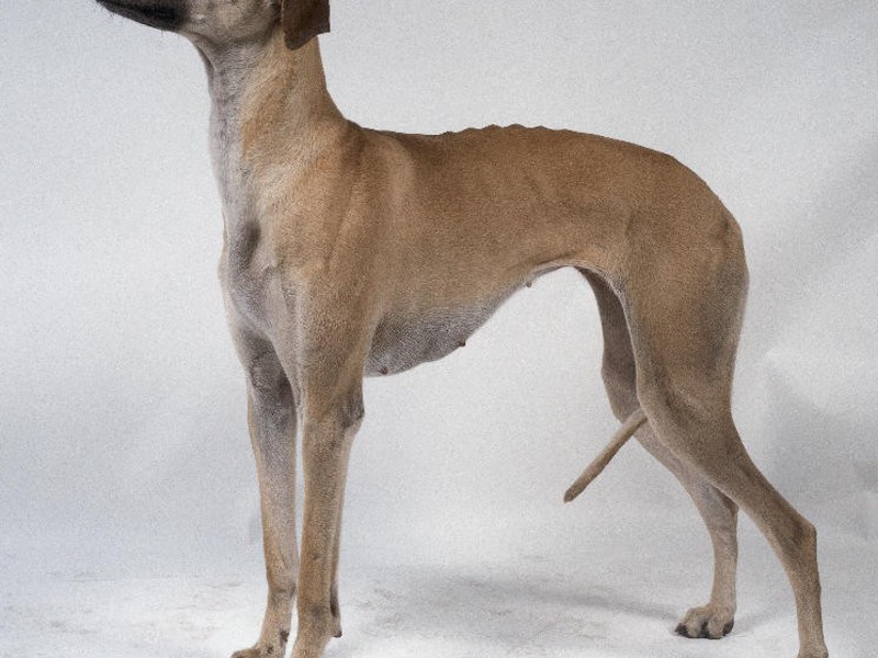 תיאור גזע גרייהאונד איטלקי