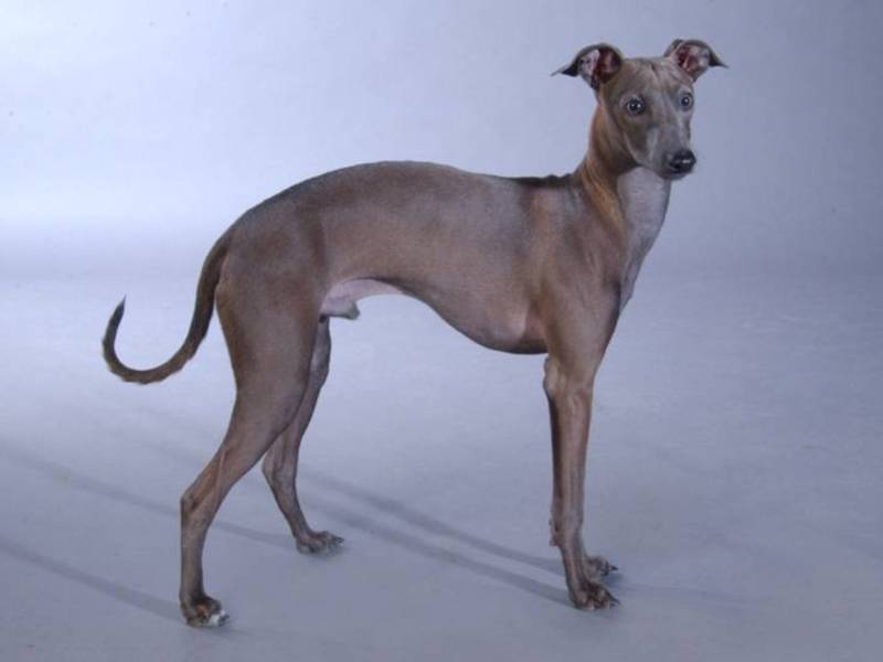 סוגי גרייהאונדים איטלקיים