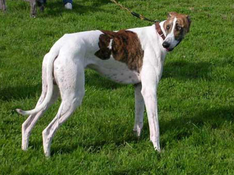 גידול גרייהאונדים איטלקיים
