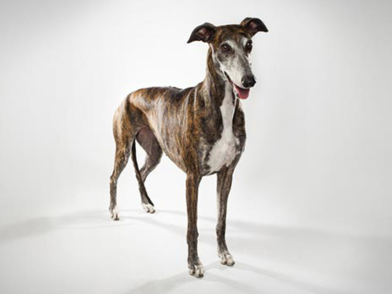 היסטוריה של מקור הגזע