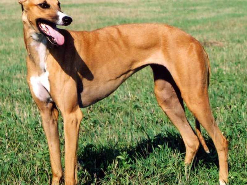 קביעת גזע הכלב