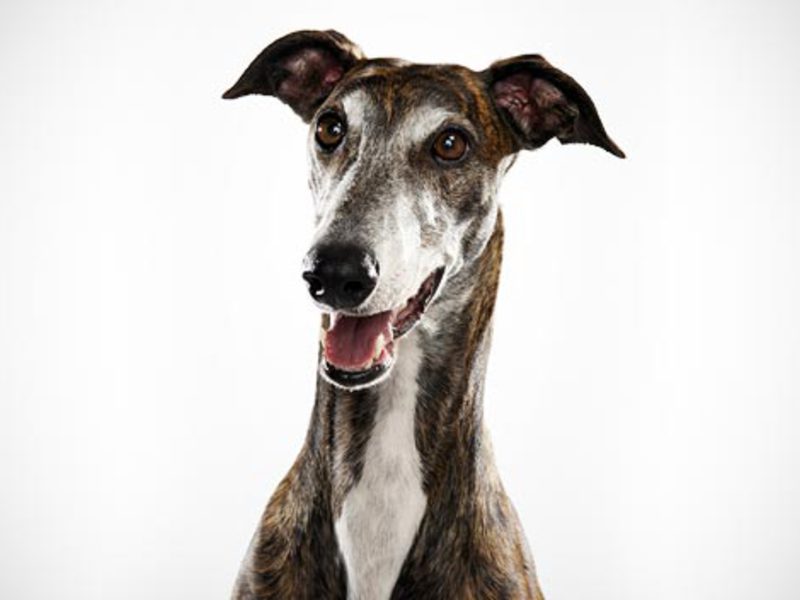 כיצד נוצרו גזעי כלבים?