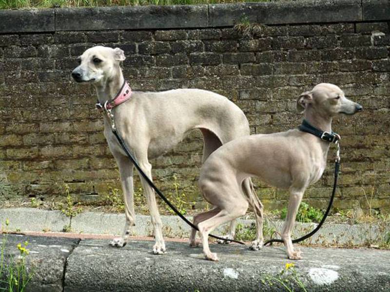 מאפיינים חיצוניים של כלב גרייהאונד איטלקי
