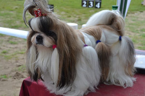 מאפייני גזע הכלבים גזע כלבים שי צו