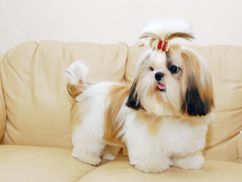 מראה של שי צו גורי שי צו יפהפיים.