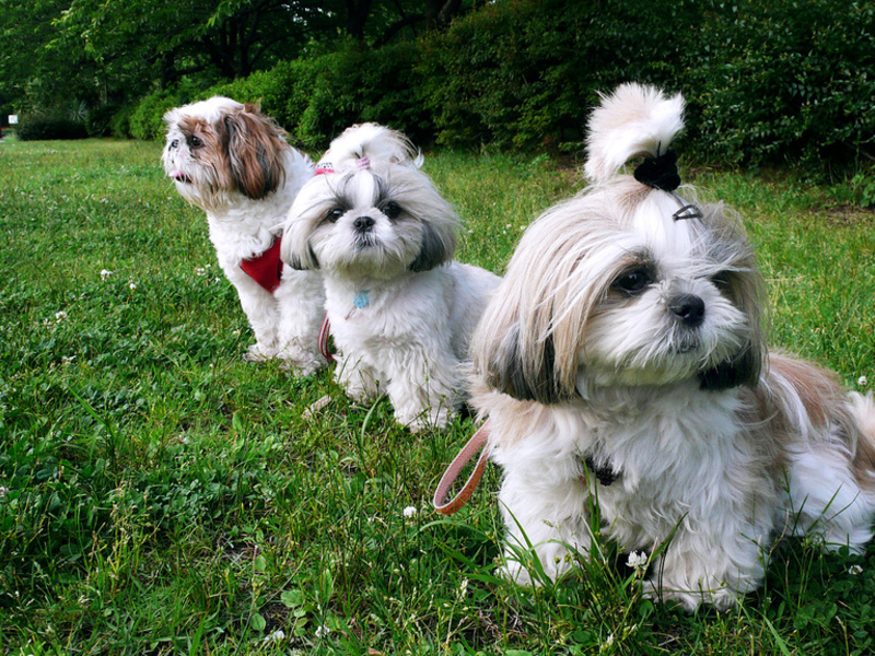 גורי שי צו מאיפה הגיע הגזע?