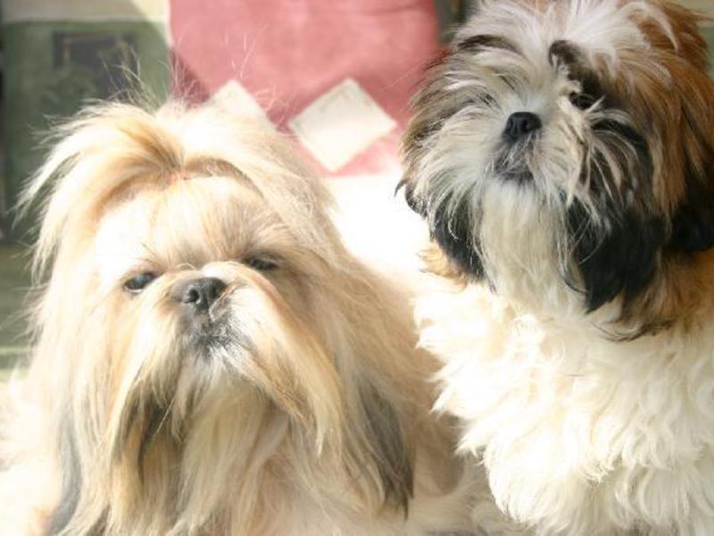 מה גודלם של כלבי שיצו? מהם ההבדלים בין גזעי הכלבים שיצו?