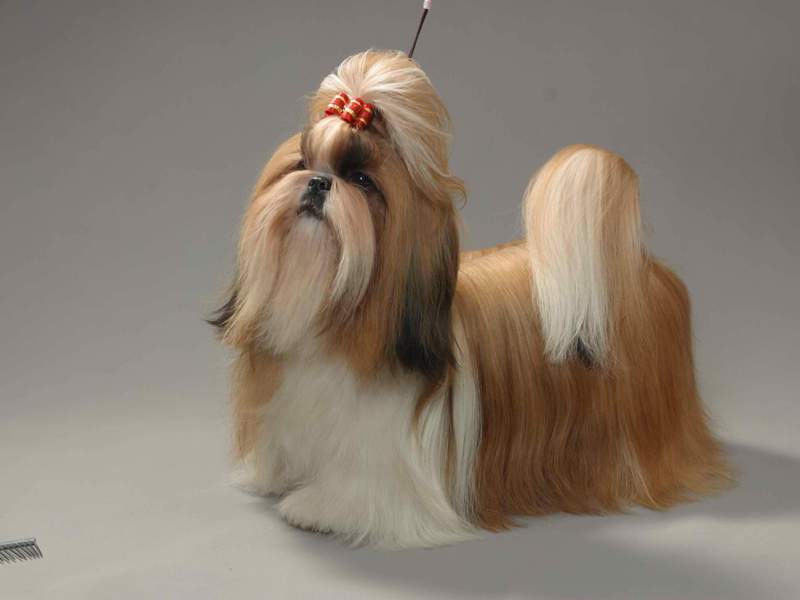 דוגמאות יפות של הגזע טיפים לטיפול בכלב שיצו