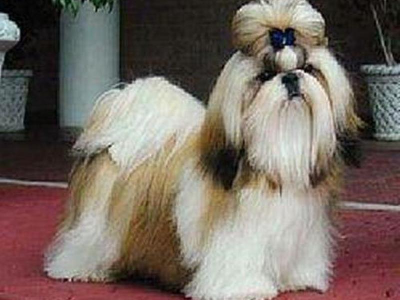 תכונות טיפול בשי צו הנחיות לטיפול בכלבים