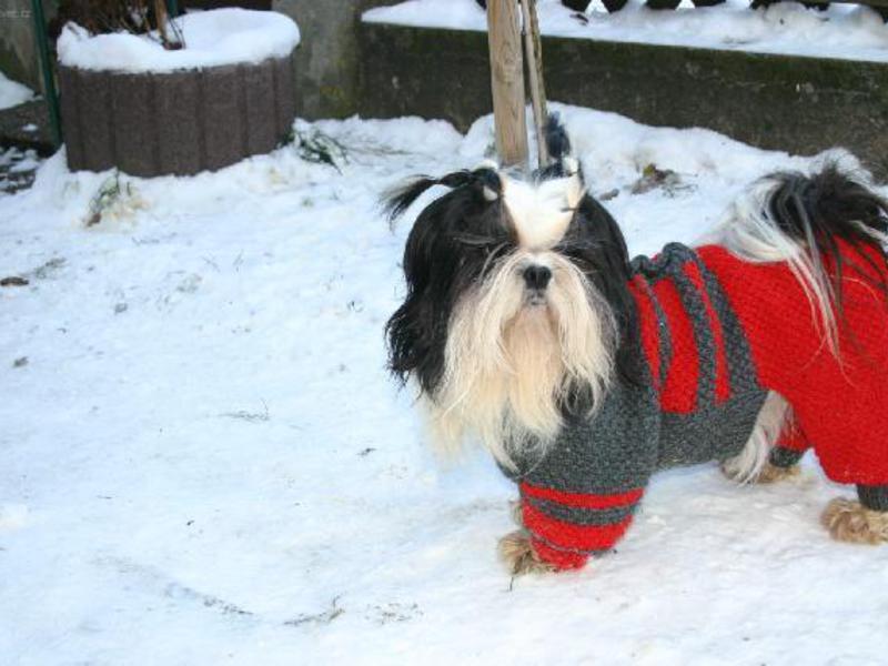 הליכה עם שיצו גורי שי צו יפהפיים.