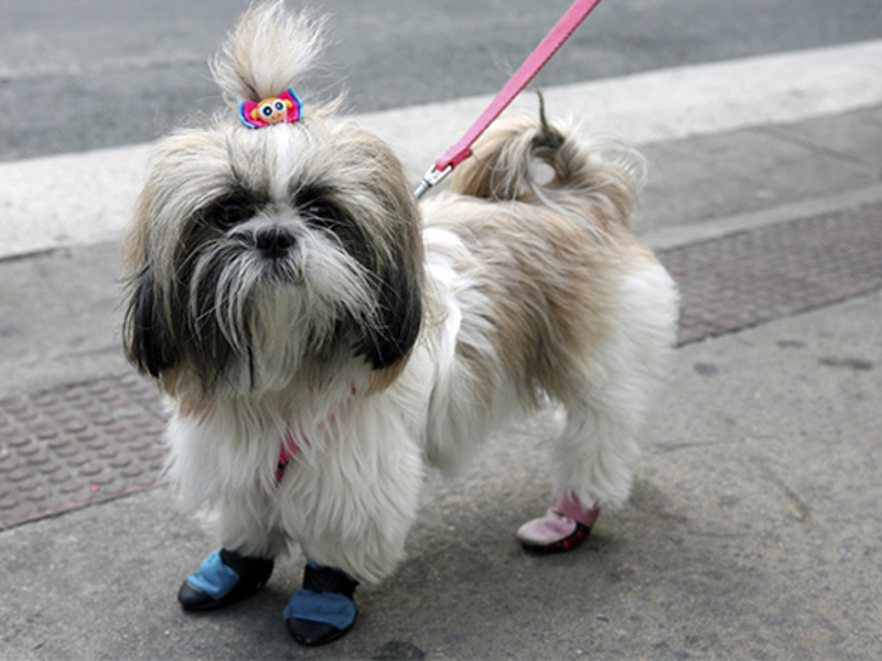 המראה של כלב שיצו גדלי כלבים של שי צו