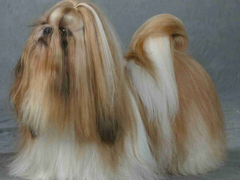 טיפוח שי צו איך לטייל עם שיצו