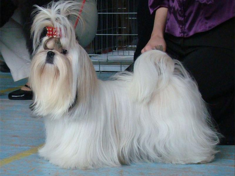 איך להאכיל כלב שיצו איך לטפח שיצו