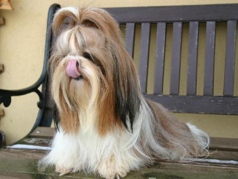 שי צו בבית שי צו בתנאים סגורים