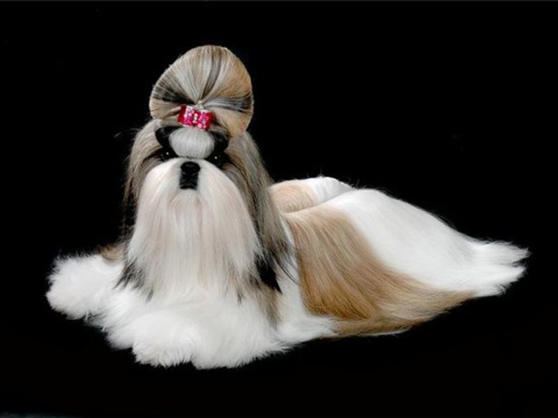 תיאור גזע הכלבים שיצו איך לגדל שיצו