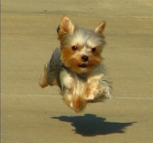 בחירת גור ירקה