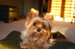 אישיות יורקשייר טרייר