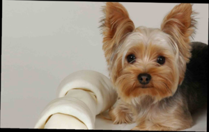 איך נראה יורקשייר טרייר?