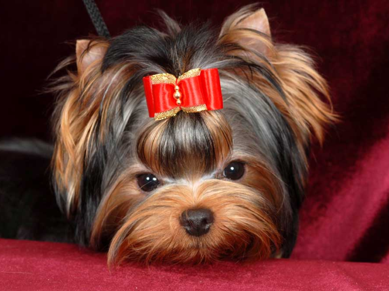 טיפול בגורי טרייר