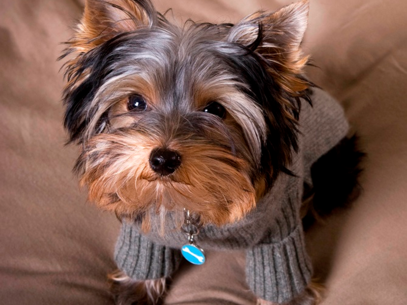 חינוך הירקים