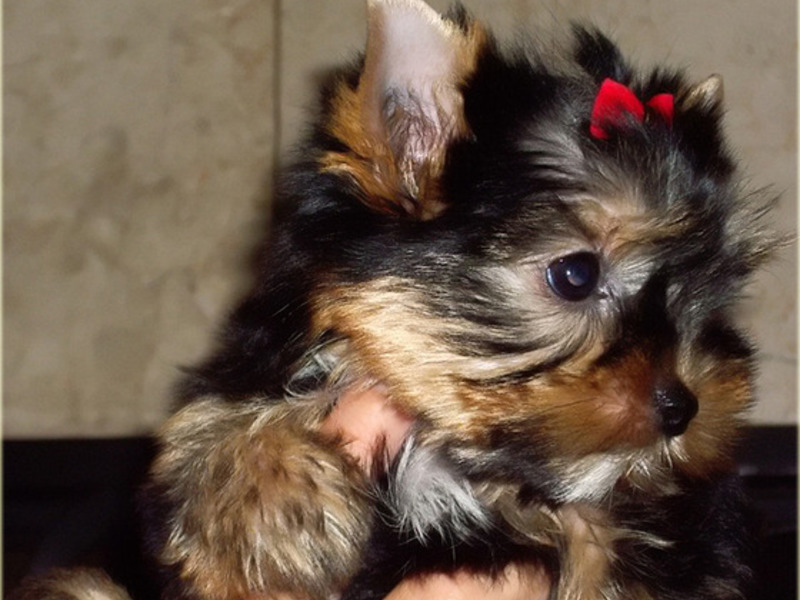 כמה עולה ירק?